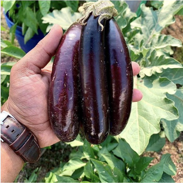 Community Roots Eggplant