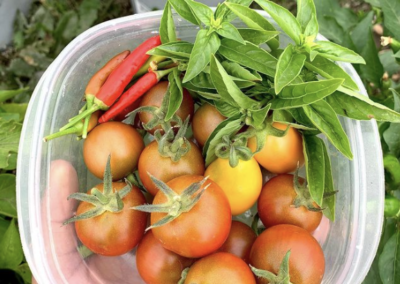 Community Roots Tiny Tomatoes